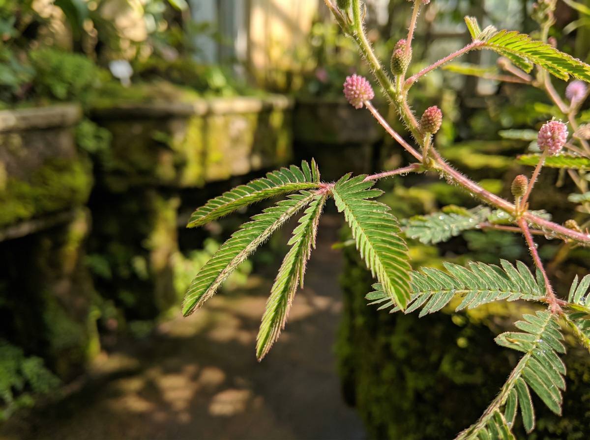 91传媒含羞草视频教程